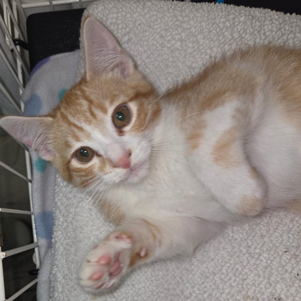 Double, Adoptable, Kitten Male Domestic Short Hair.