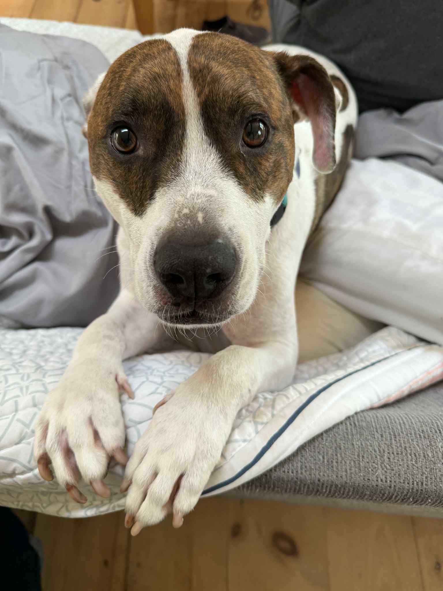 Oli FKA Asher, Adopted, Puppy Male Pit Bull Terrier.