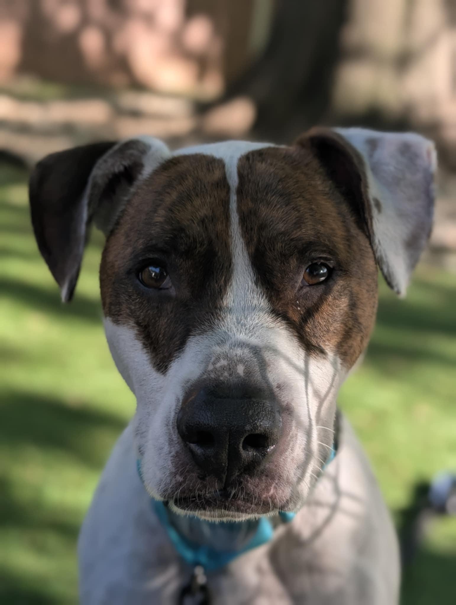 Enlarge Oli FKA Asher, a Adopted Pit Bull Terrier in Woodbridge, CT image 2/3