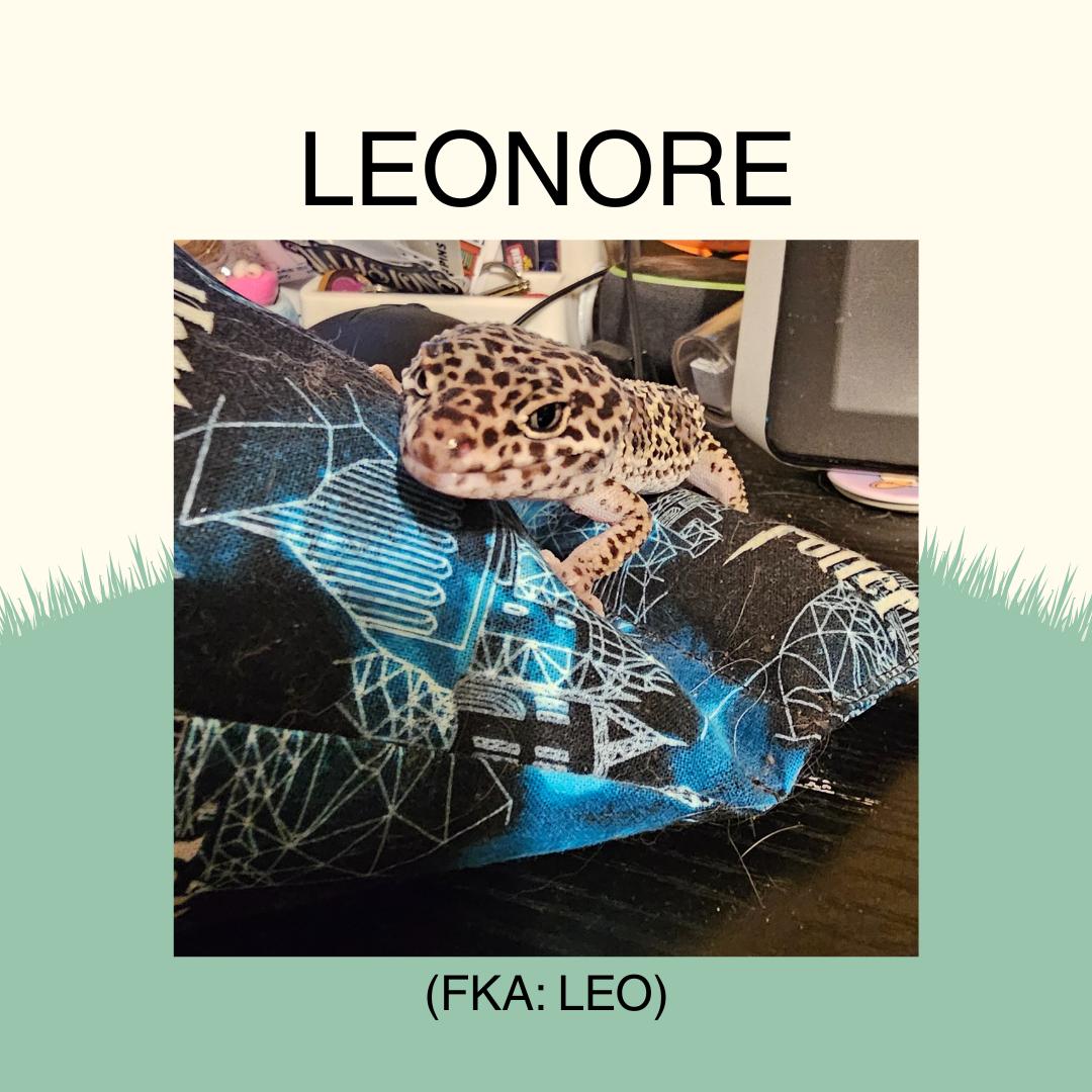 Leonore, Adult Female unknown