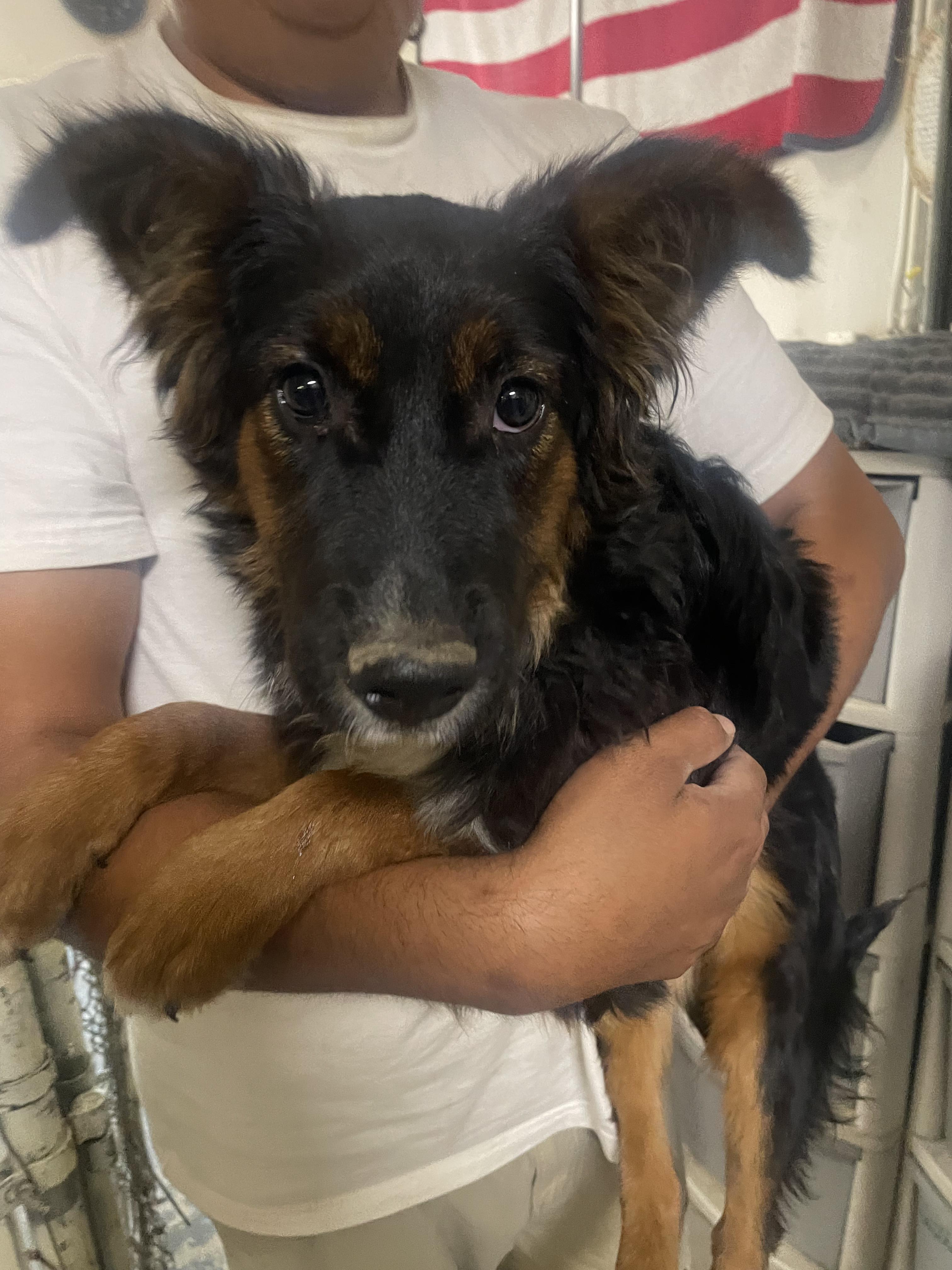 Curly, adopted, Young Male Shepherd.