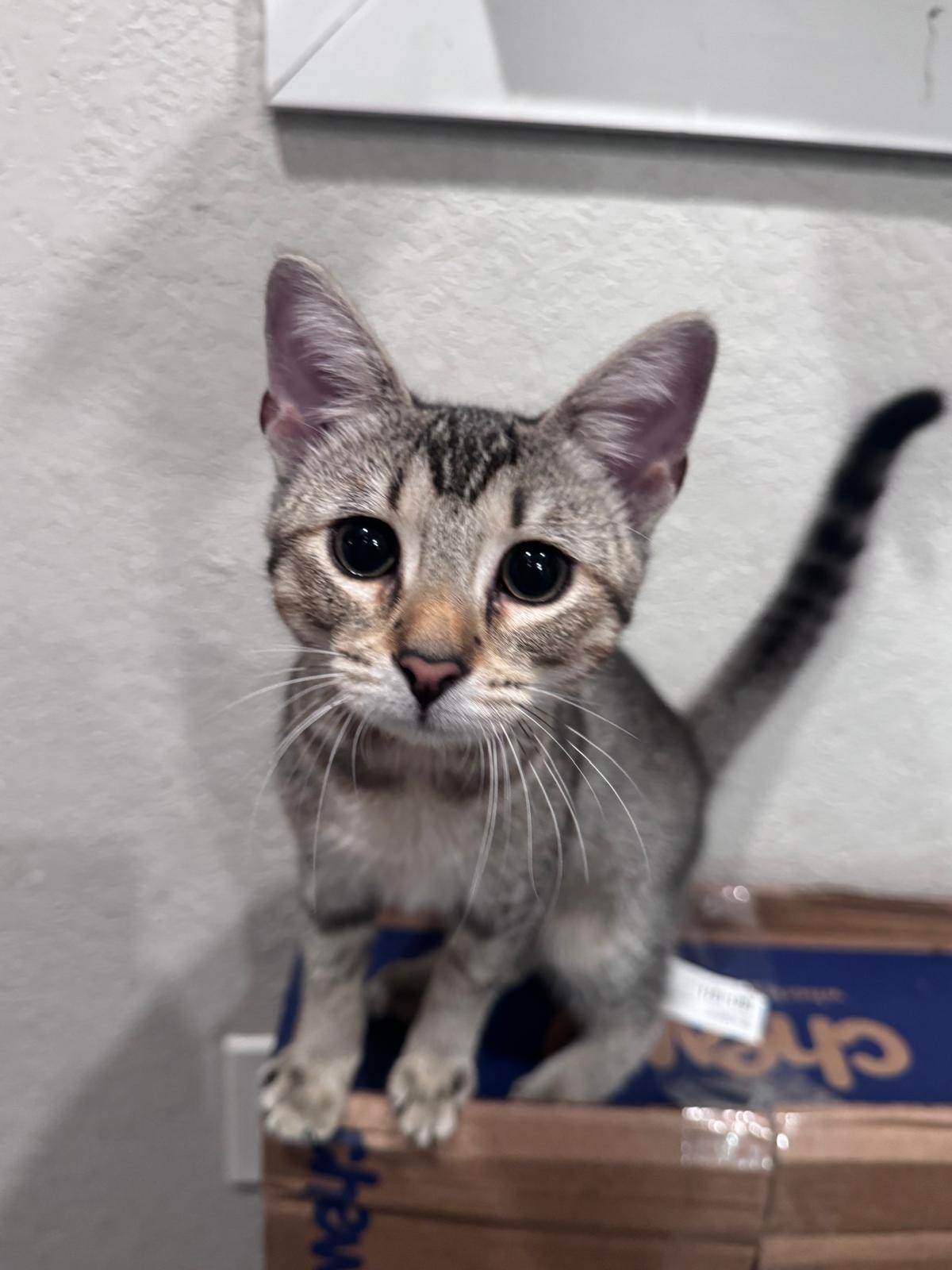 Waffles, ADOPTABLE, Kitten Female Domestic Short Hair.