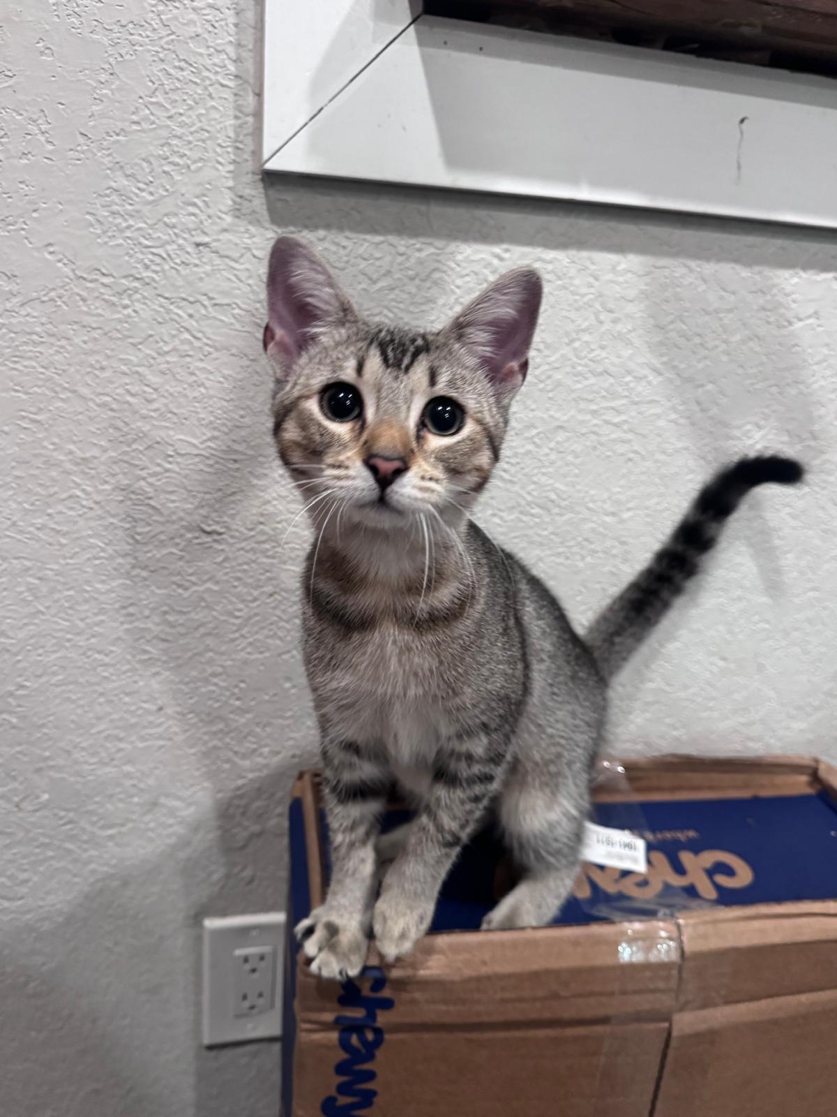 Enlarge Waffles, a ADOPTABLE Domestic Short Hair in Margate, FL image 4/5