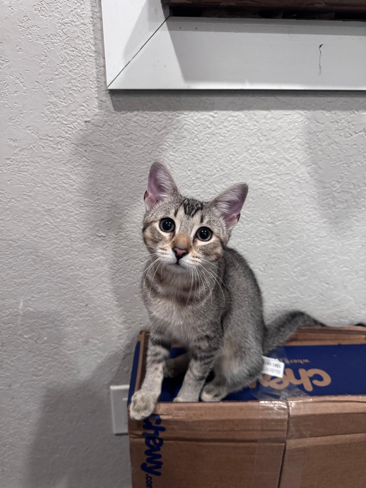 Enlarge Waffles, a ADOPTABLE Domestic Short Hair in Margate, FL image 5/5