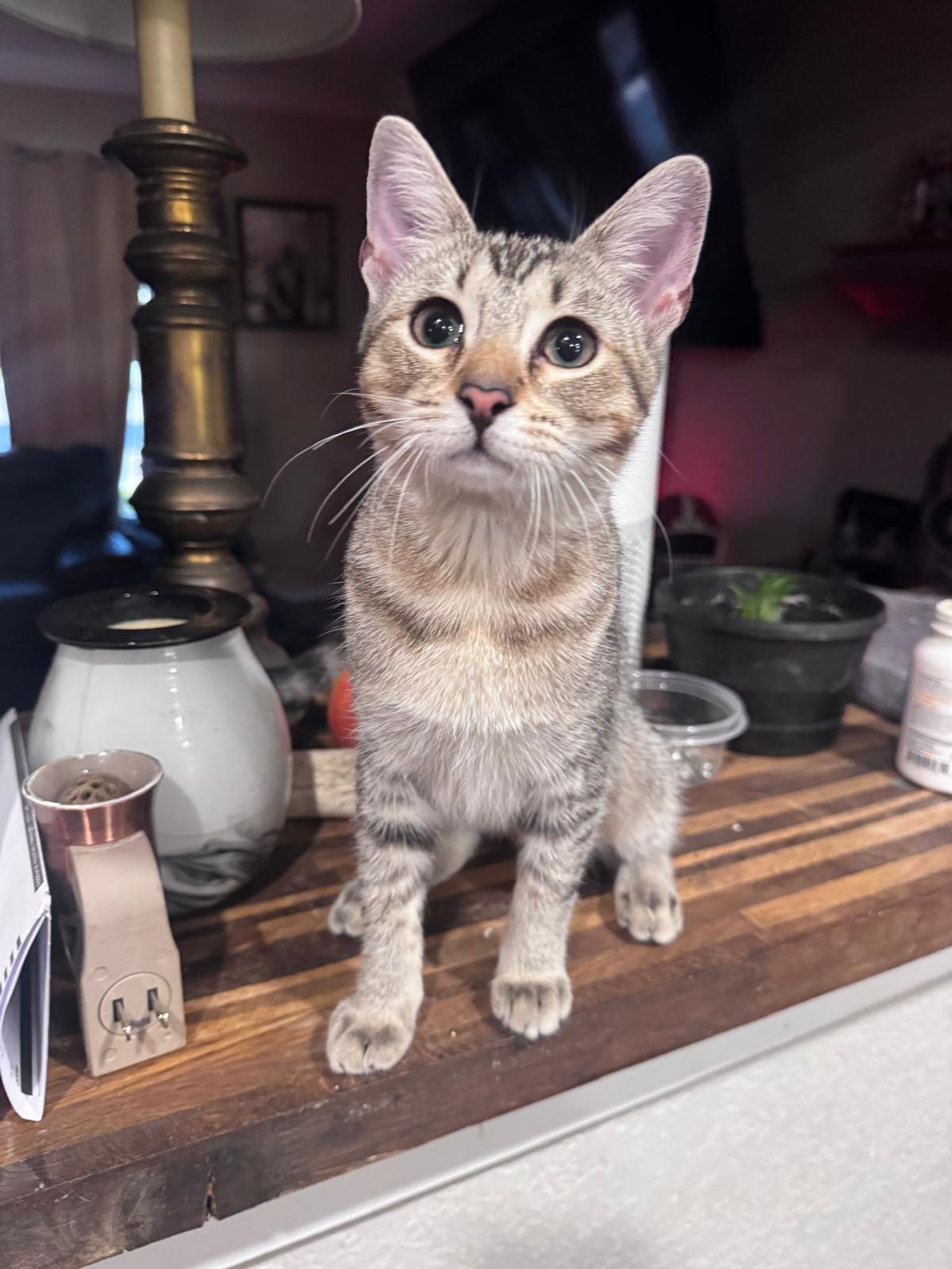 Enlarge Waffles, a ADOPTABLE Domestic Short Hair in Margate, FL image 3/5