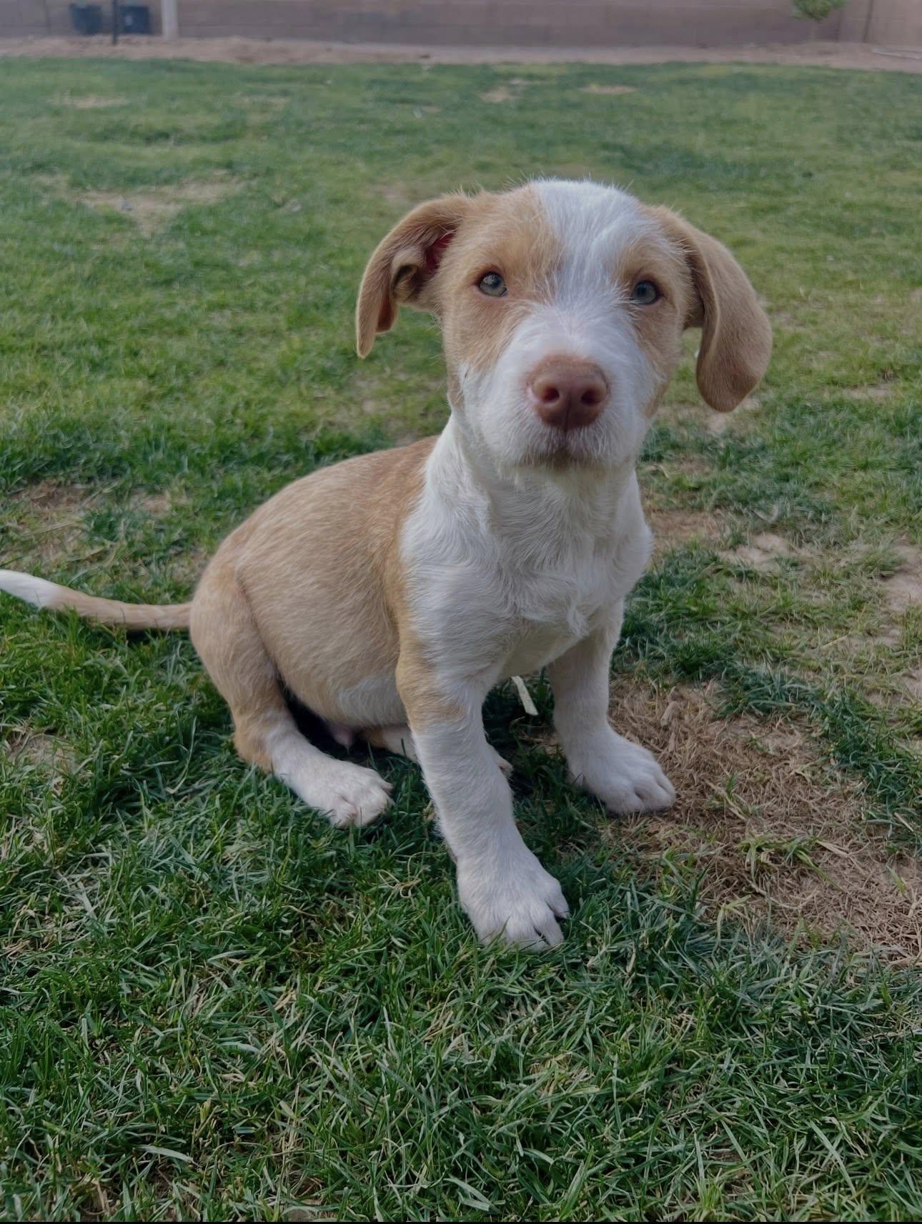 Ben, ADOPTABLE, Puppy Male Terrier.