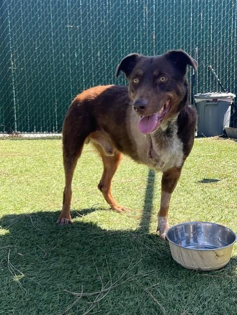 BOLOGNA, Adoptable, Young Male Australian Shepherd.