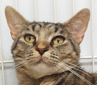 Tabby photo 1