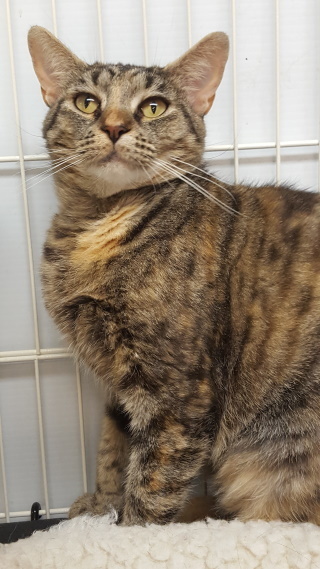 Tabby photo 2