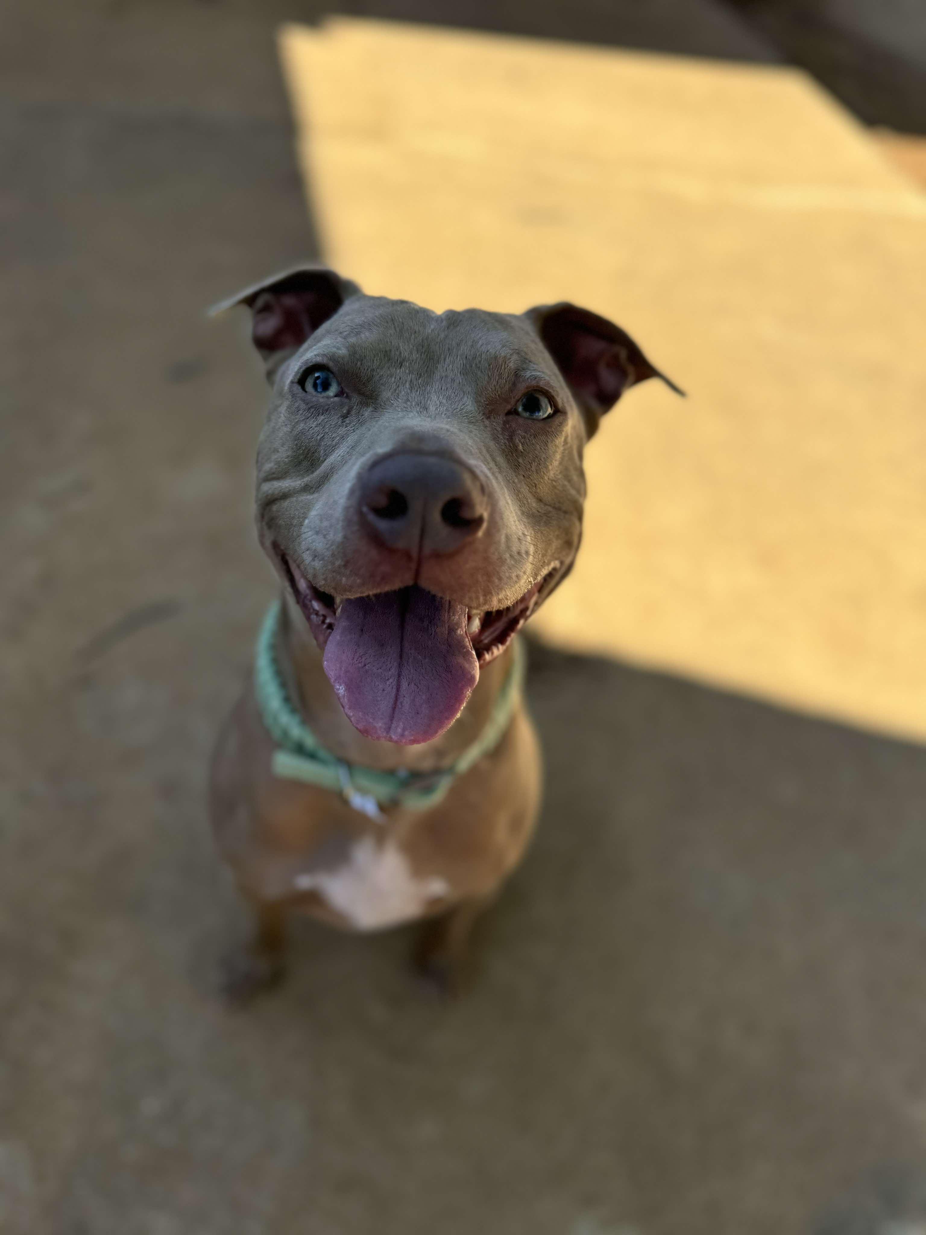 Enlarge Bernie, a Adopted mixed breed in Arlee, MT image 1/6