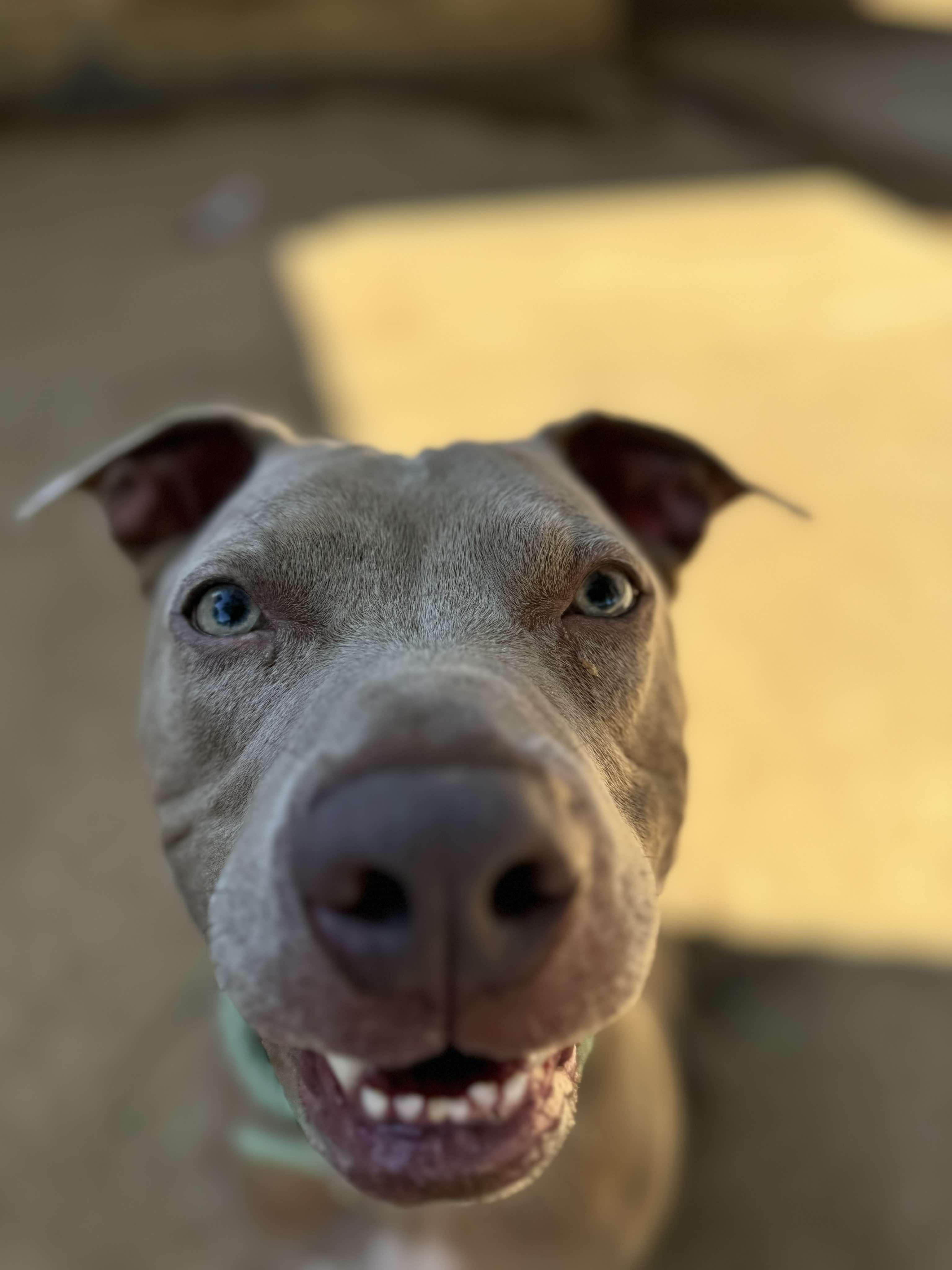 Enlarge Bernie, a Adopted mixed breed in Arlee, MT image 2/6