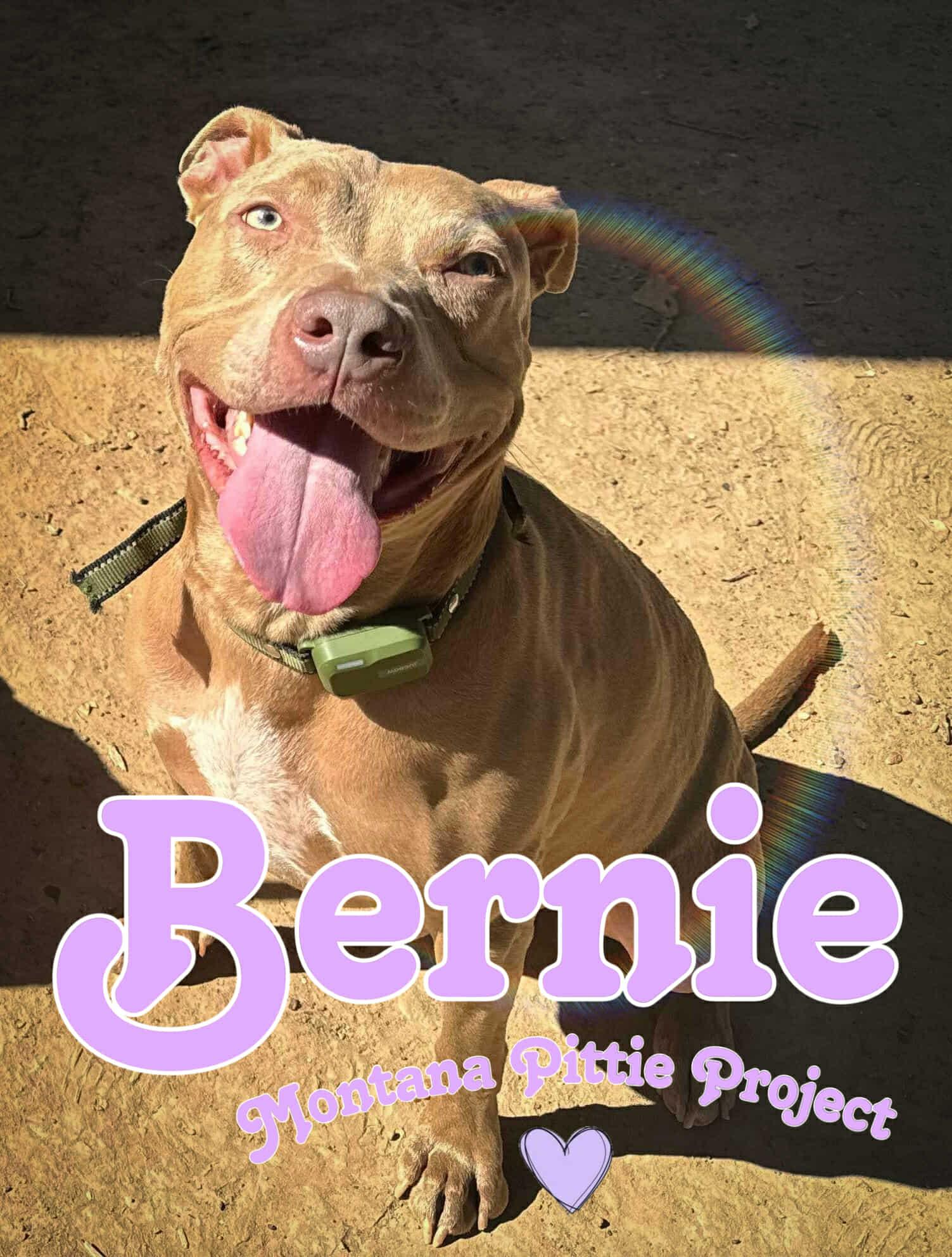 Enlarge Bernie, a Adopted mixed breed in Arlee, MT image 3/6