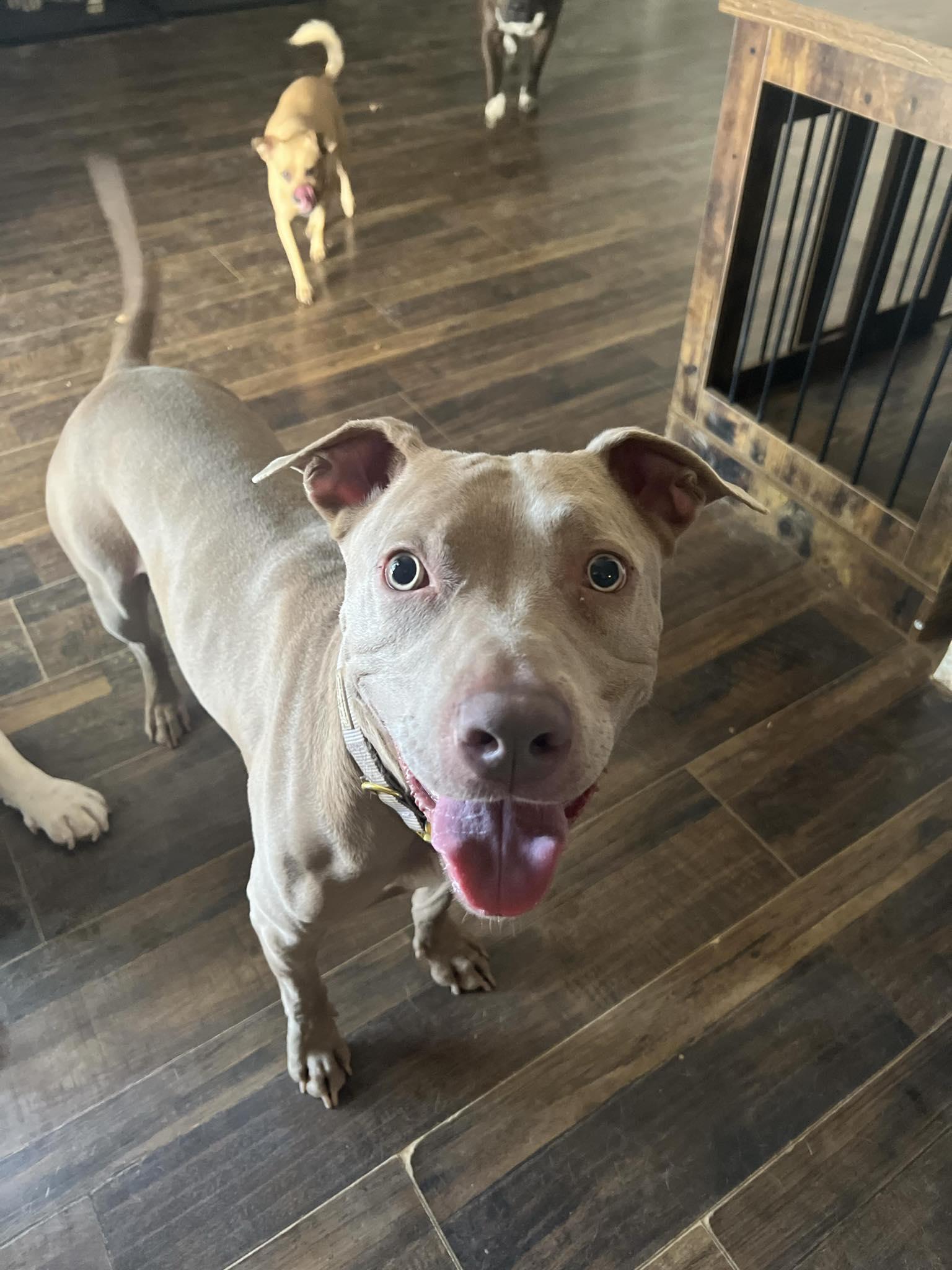 Enlarge Bernie, a Adopted mixed breed in Arlee, MT image 4/6