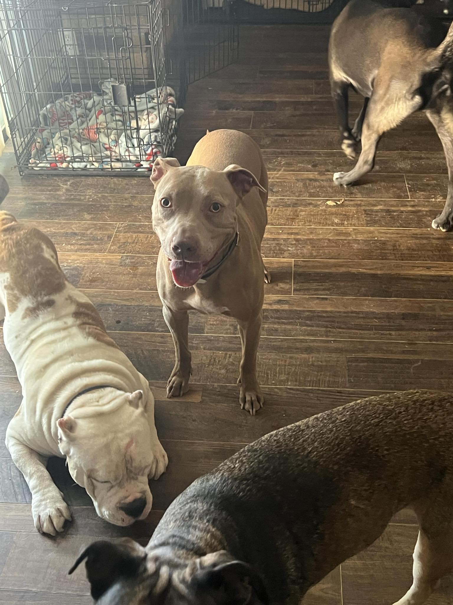 Enlarge Bernie, a Adopted mixed breed in Arlee, MT image 5/6