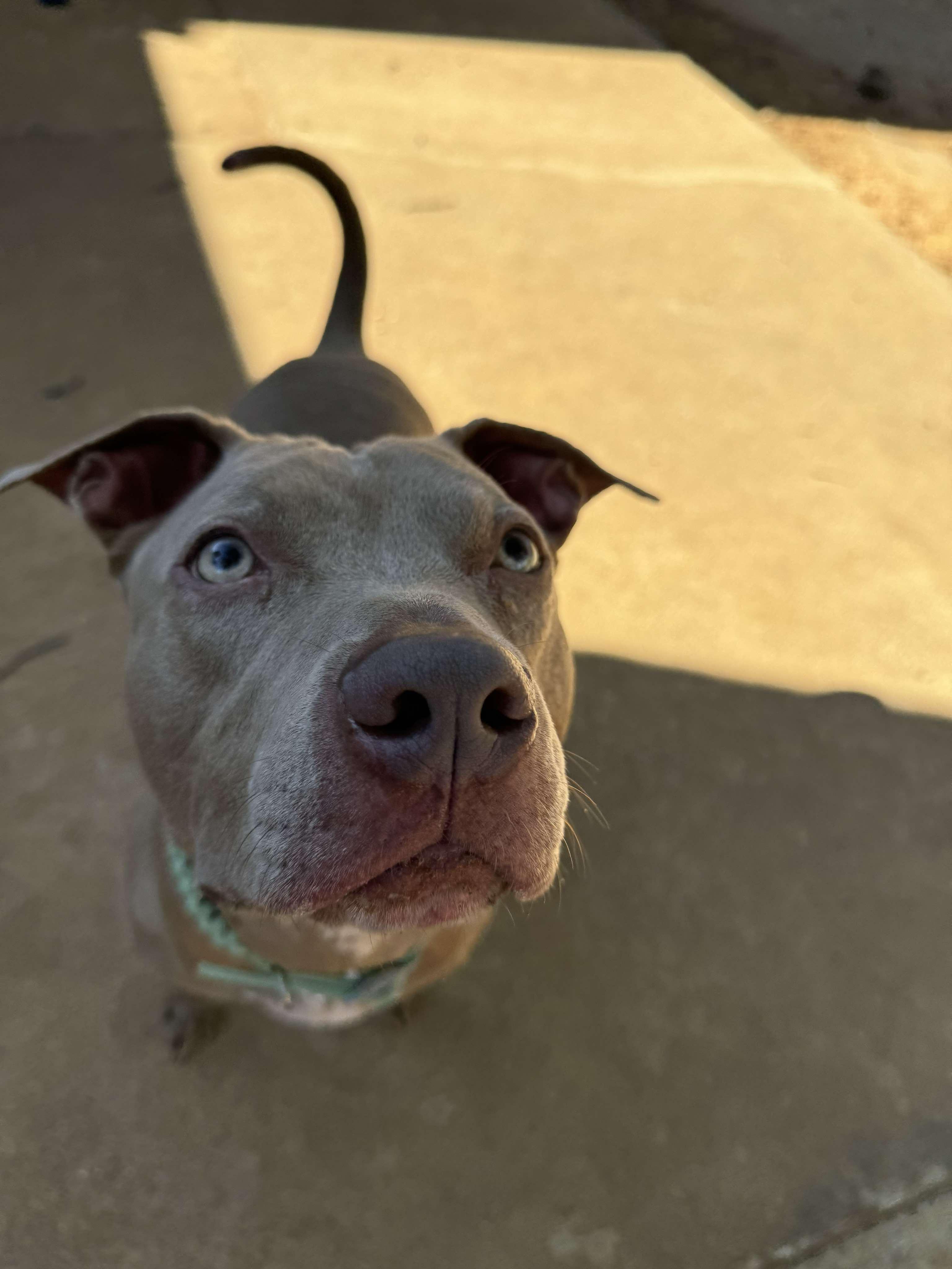 Enlarge Bernie, a Adopted mixed breed in Arlee, MT image 6/6
