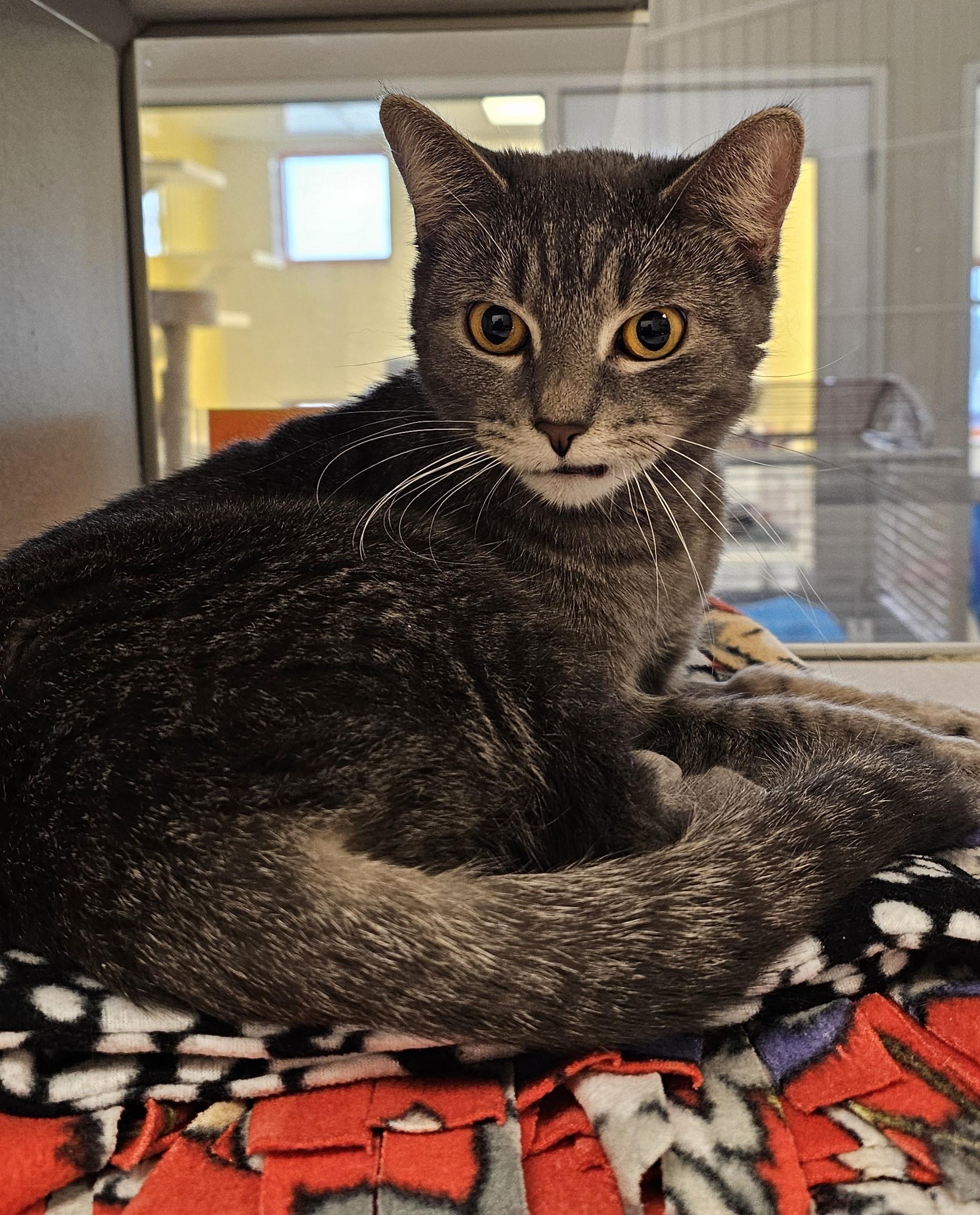 Enlarge Manon-Located @ PetSmart Near Lindale Mall, a ADOPTABLE Domestic Short Hair in Cedar Rapids, IA image 2/5