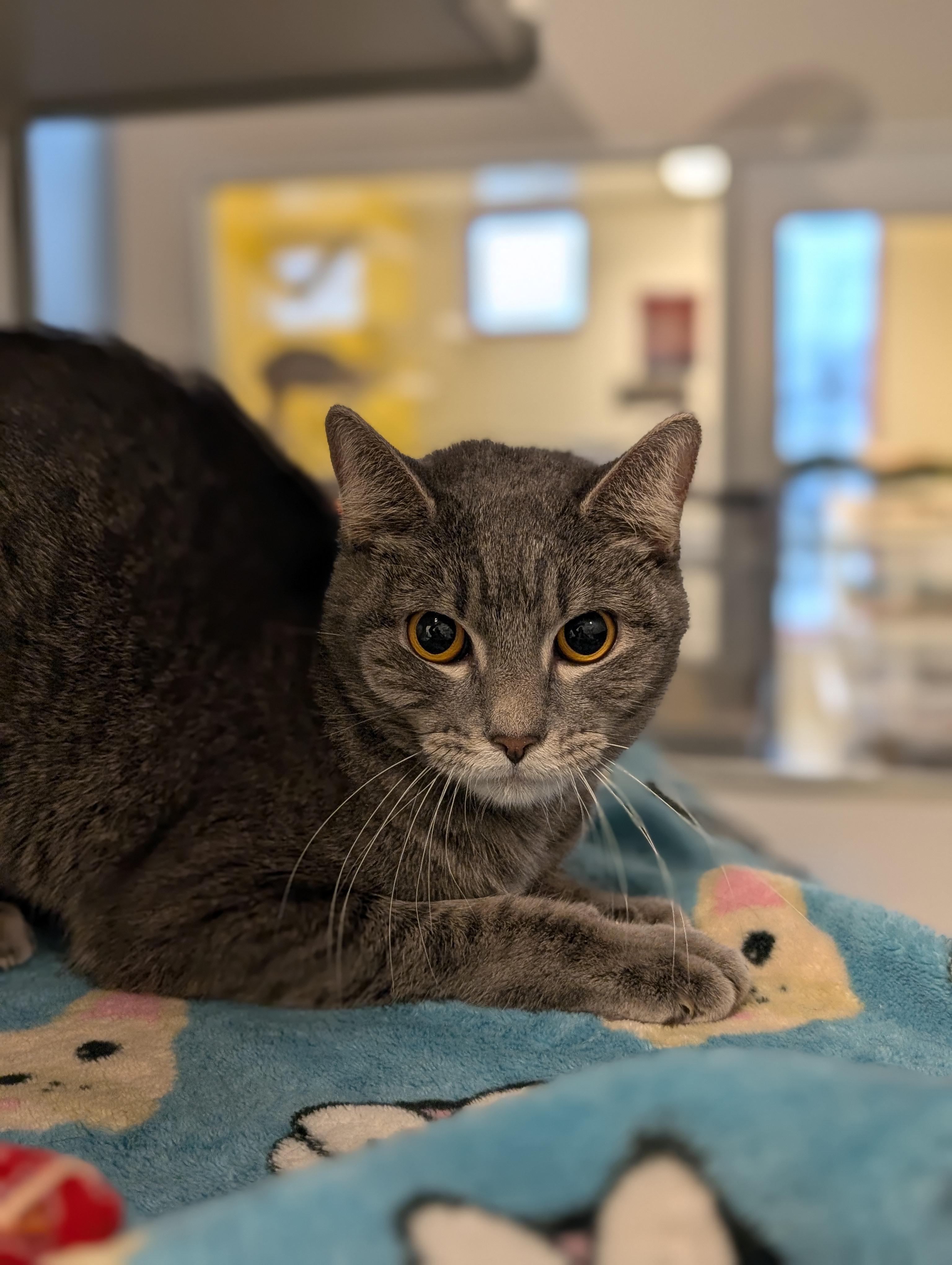 Enlarge Manon-Located @ PetSmart Near Lindale Mall, a ADOPTABLE Domestic Short Hair in Cedar Rapids, IA image 1/5