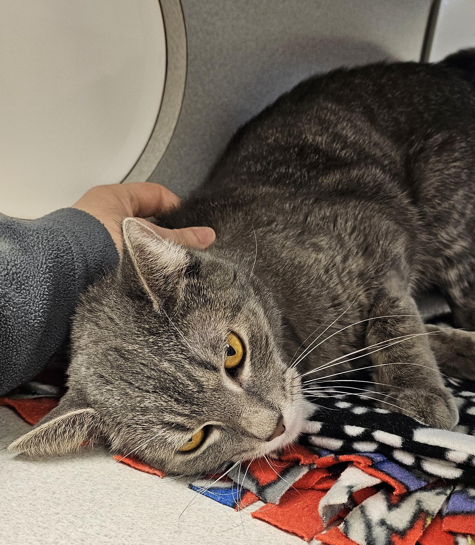 Enlarge Manon-Located @ PetSmart Near Lindale Mall, a ADOPTABLE Domestic Short Hair in Cedar Rapids, IA image 5/5