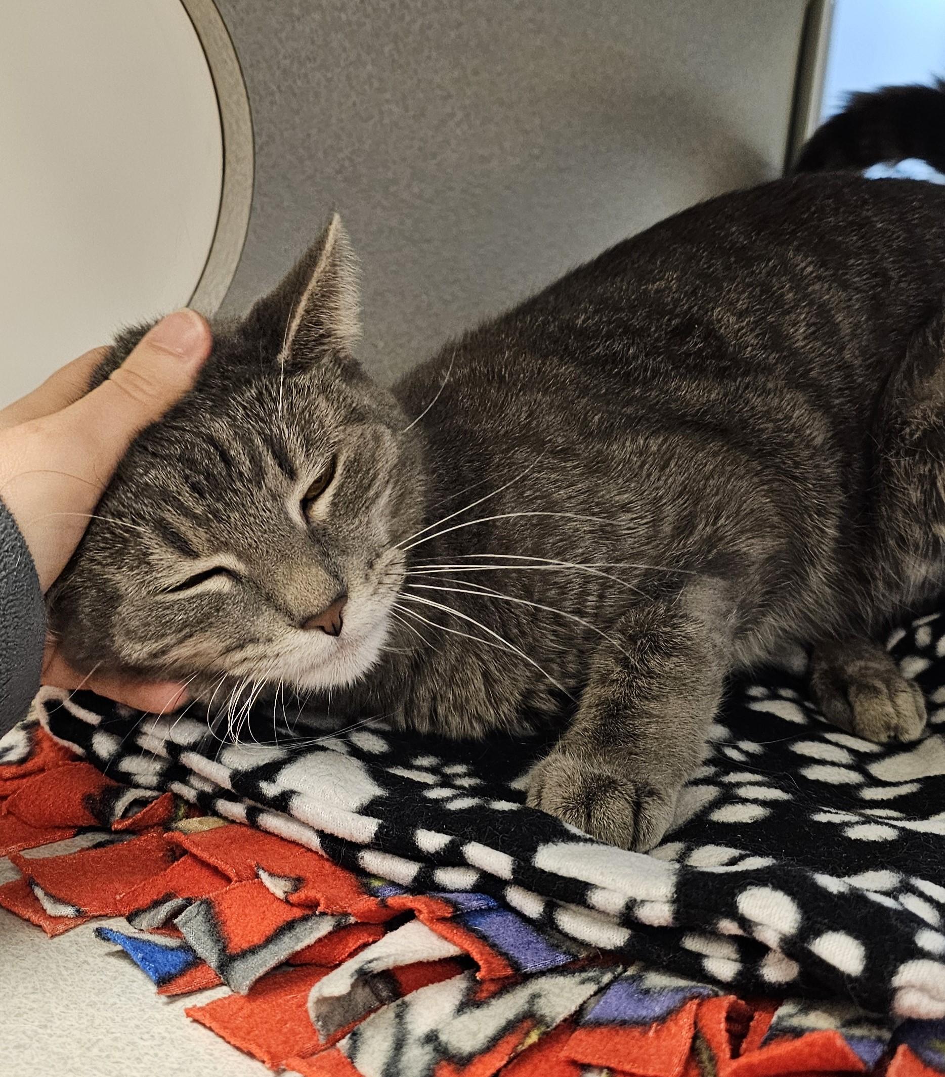 Enlarge Manon-Located @ PetSmart Near Lindale Mall, a ADOPTABLE Domestic Short Hair in Cedar Rapids, IA image 4/5