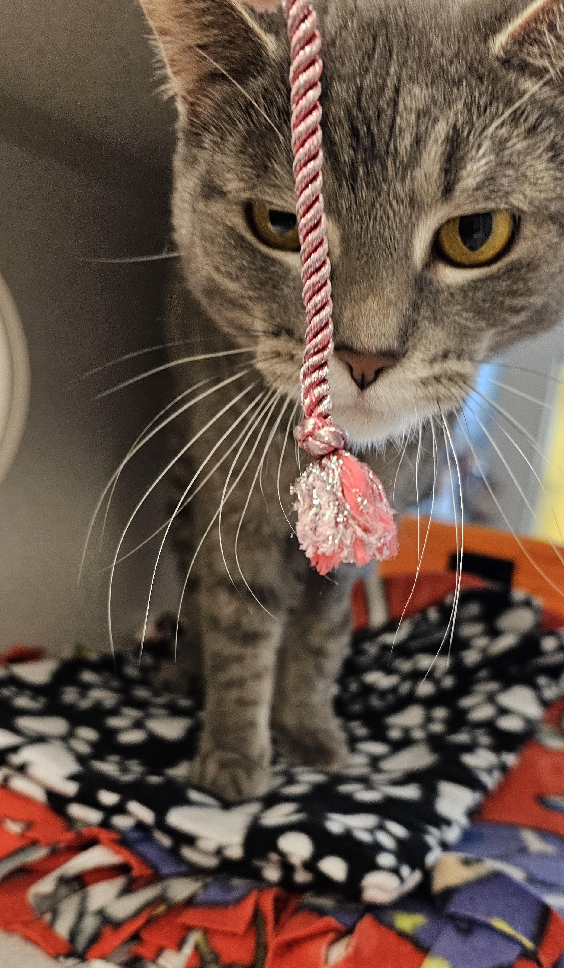 Enlarge Manon-Located @ PetSmart Near Lindale Mall, a ADOPTABLE Domestic Short Hair in Cedar Rapids, IA image 3/5