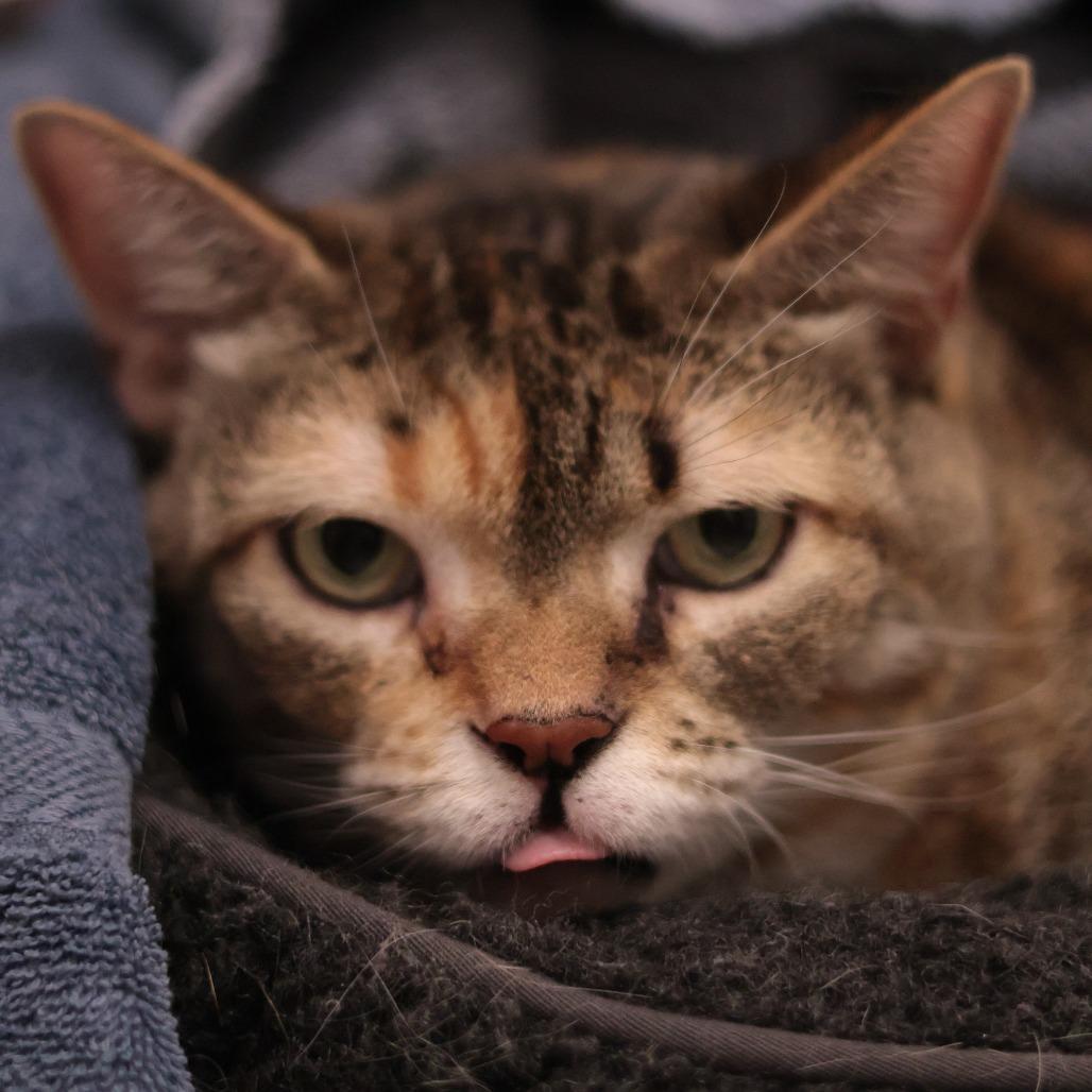 Enlarge Monkey, a Adoptable mixed breed in Philadelphia, PA image 4/6