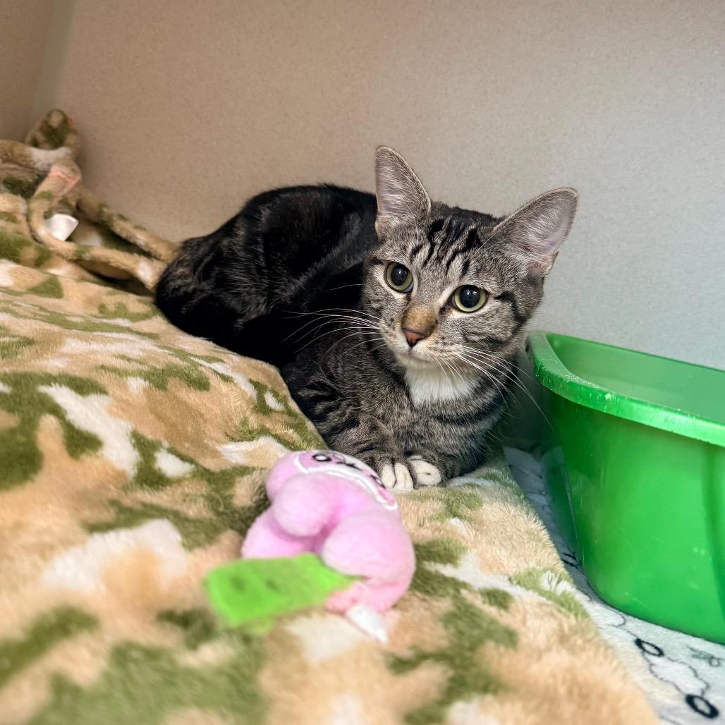 Jane, Adoptable, Young Female Domestic Short Hair.