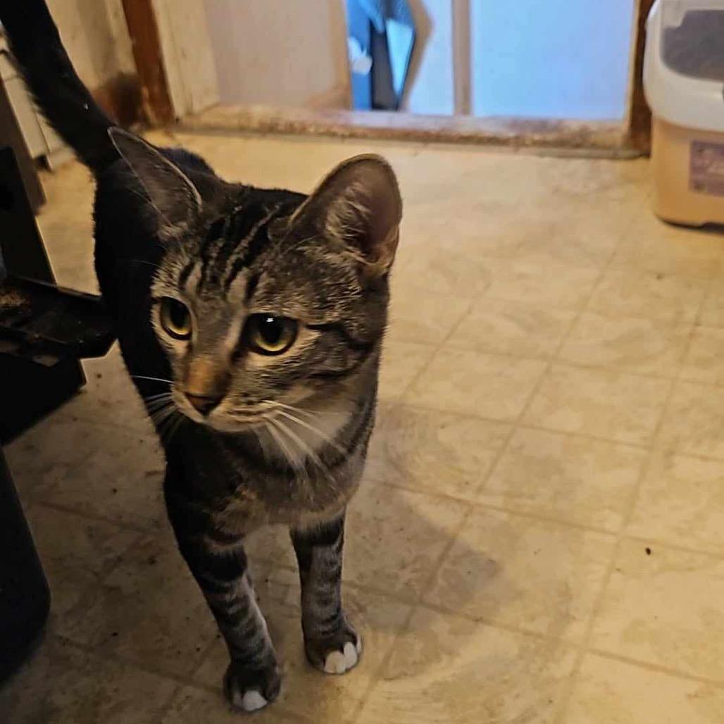 Enlarge Jane, a Adoptable Domestic Short Hair in Great Falls, MT image 2/3
