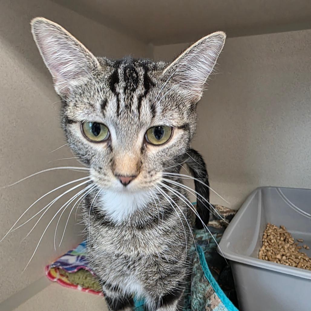 Enlarge Jane, a Adoptable Domestic Short Hair in Great Falls, MT image 3/3