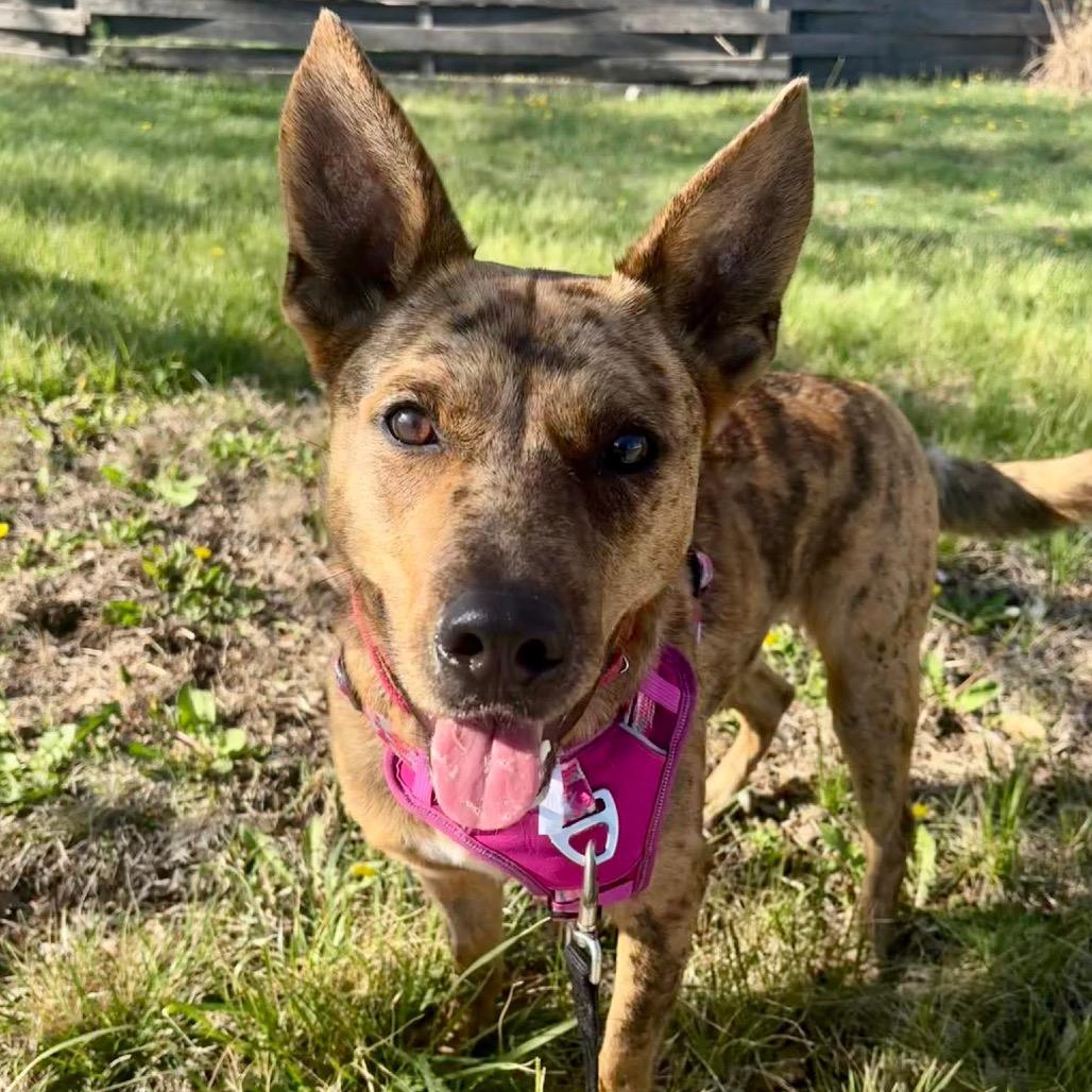 Zena, Adoptable, Young Female Shepherd & Mixed Breed.
