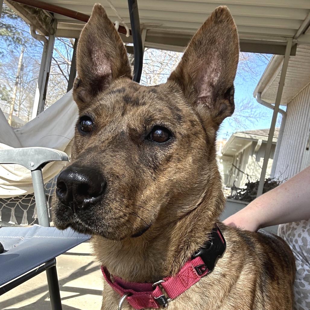 Enlarge Zena, a Adoptable mixed breed in Shawnee, KS image 2/6