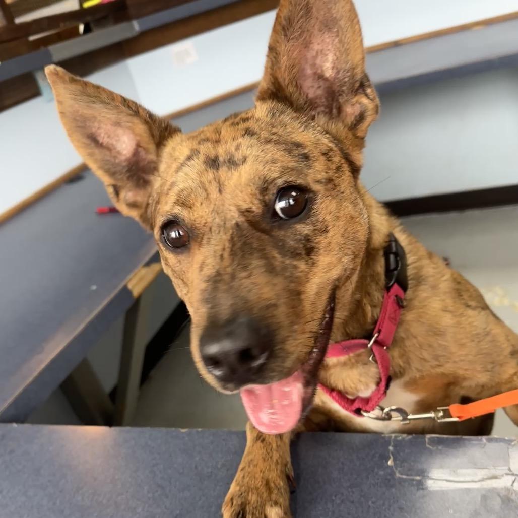Enlarge Zena, a Adoptable mixed breed in Shawnee, KS image 3/6