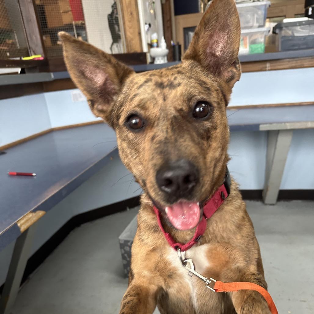 Enlarge Zena, a Adoptable mixed breed in Shawnee, KS image 4/6