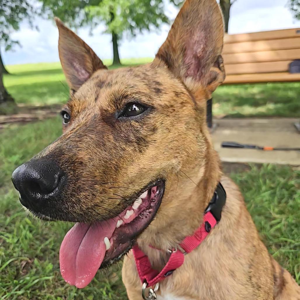 Enlarge Zena, a Adoptable mixed breed in Shawnee, KS image 4/6