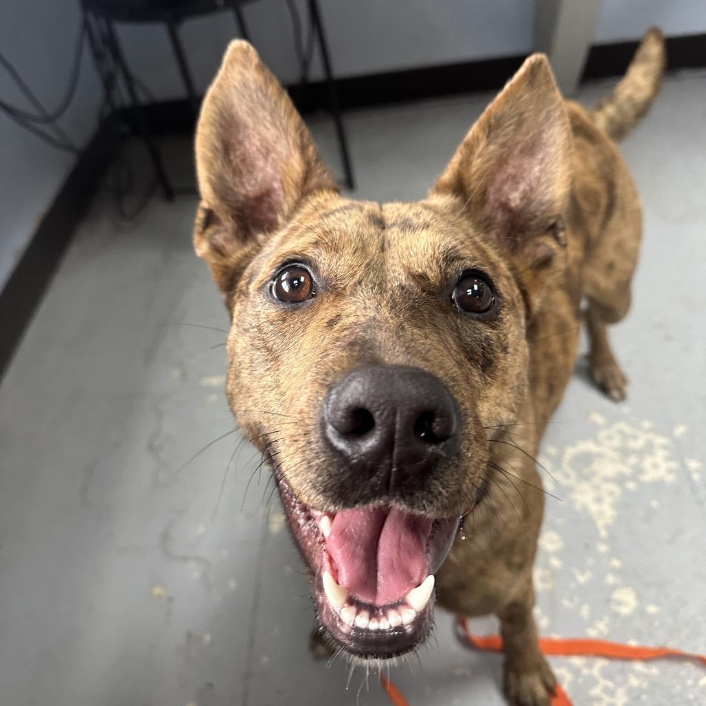 Enlarge Zena, a Adoptable mixed breed in Shawnee, KS image 5/6