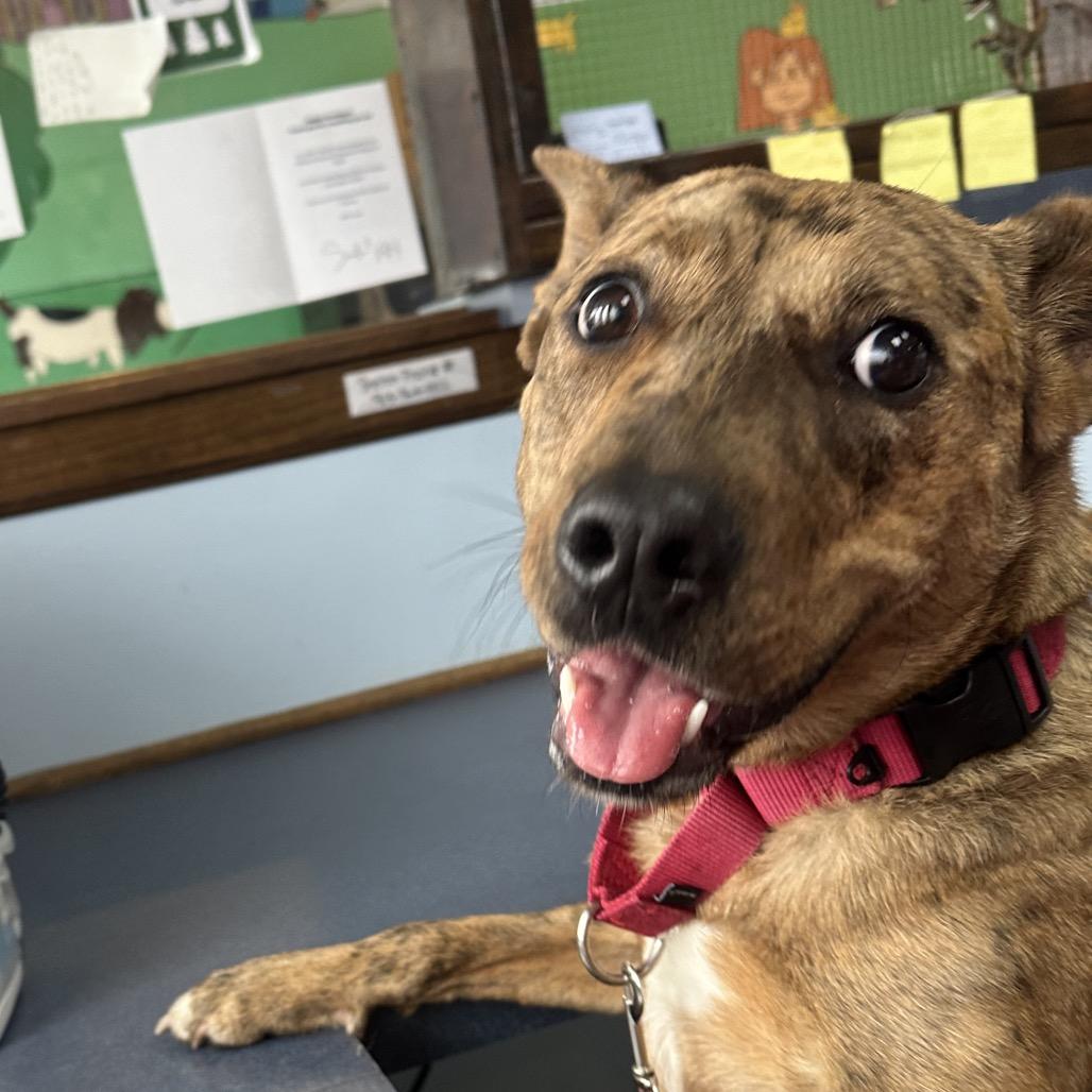 Enlarge Zena, a Adoptable mixed breed in Shawnee, KS image 6/6