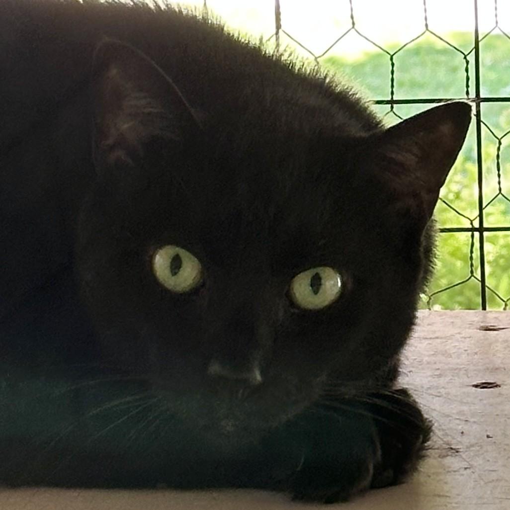 Jet, Adoptable, Senior Male Domestic Short Hair.