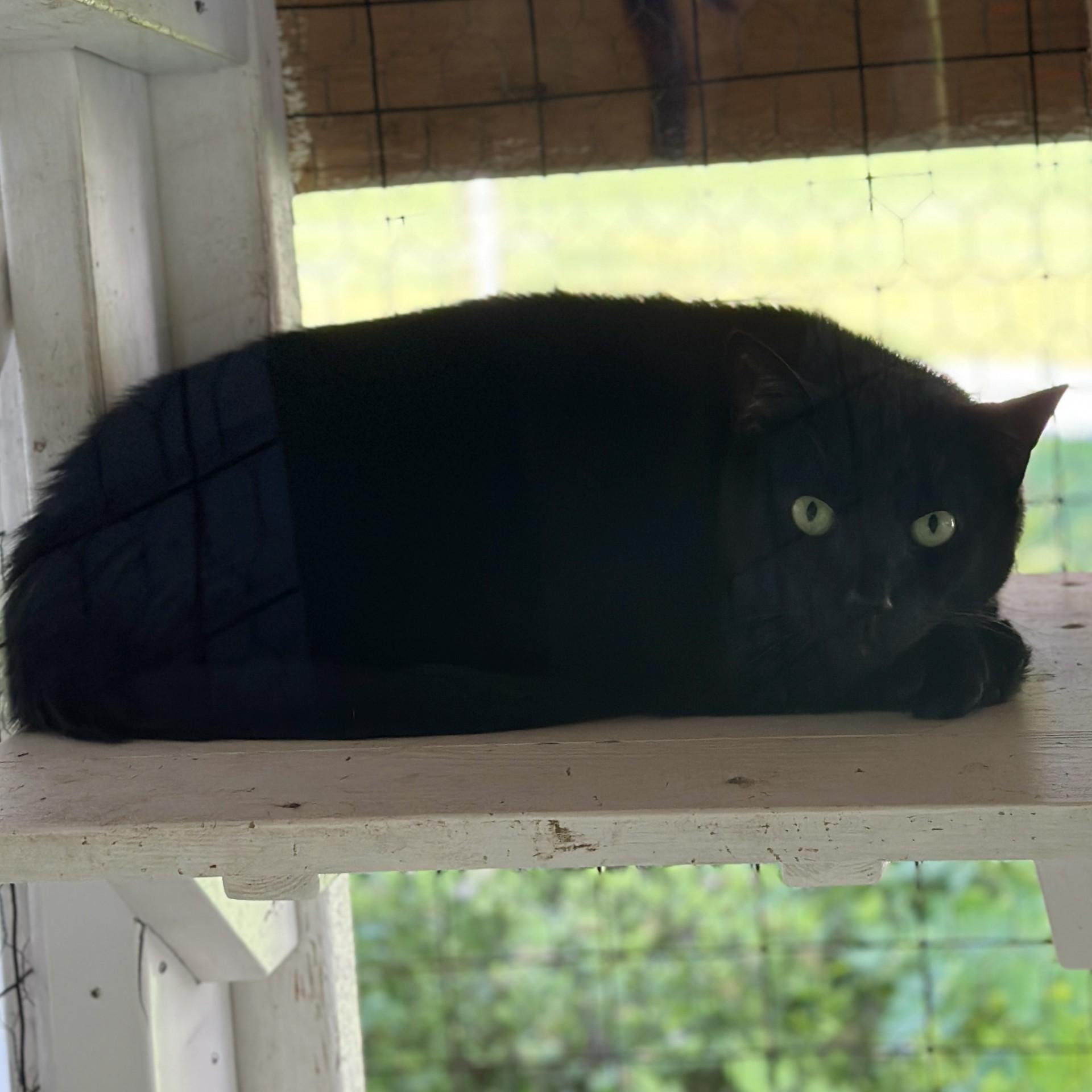 Jet, a Adoptable Domestic Short Hair in Victor, NY image 6/6