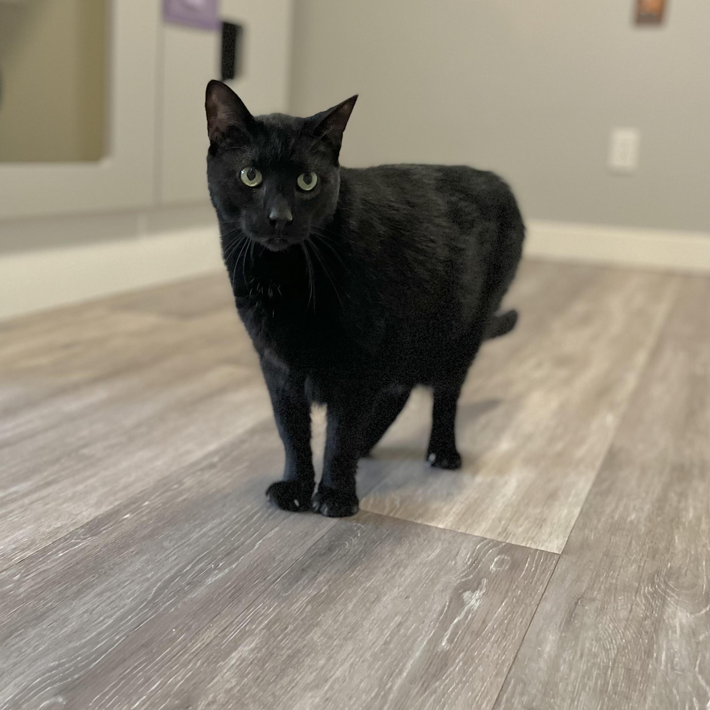 Jet, a Adoptable Domestic Short Hair in Victor, NY image 3/6