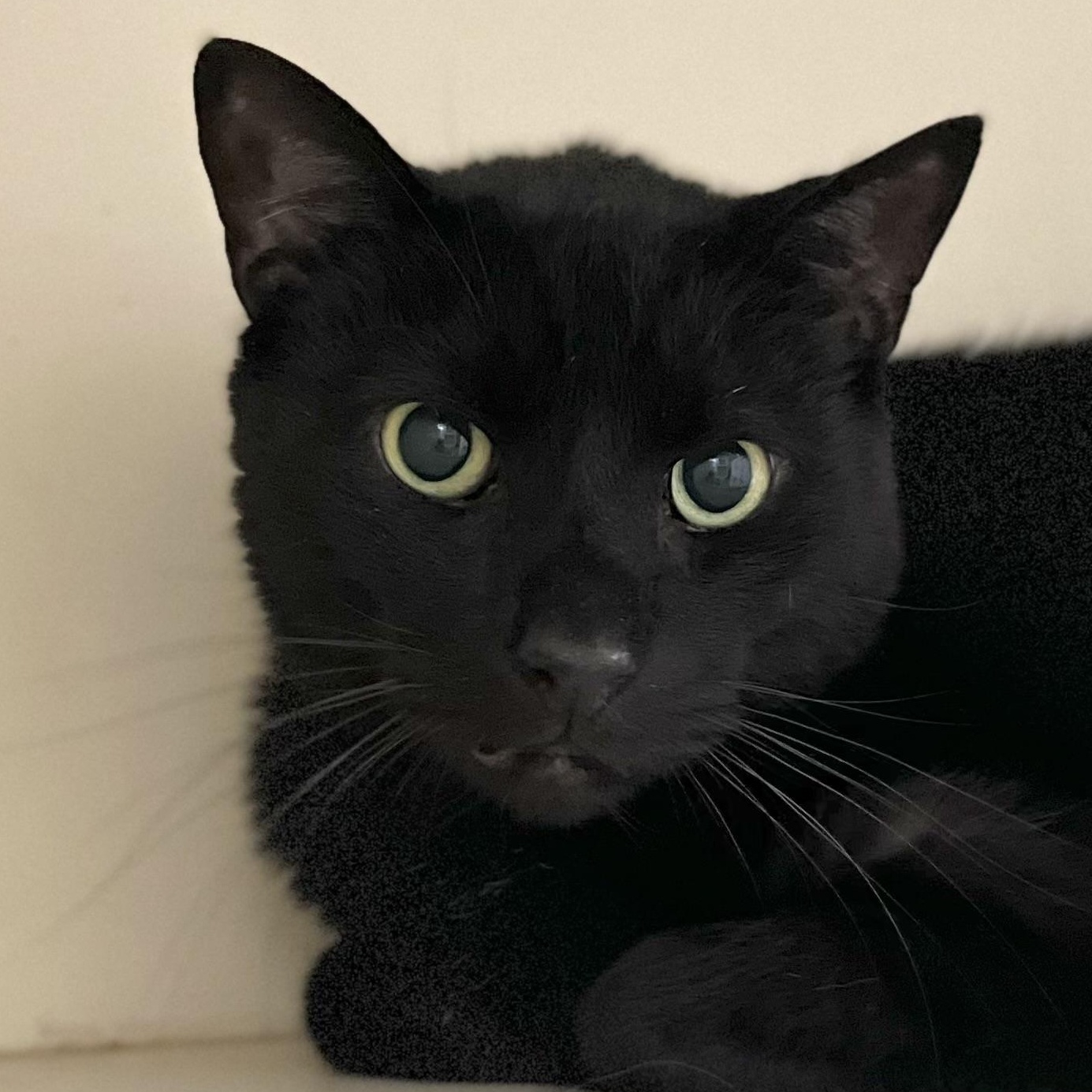 Jet, a Adoptable Domestic Short Hair in Victor, NY image 1/6