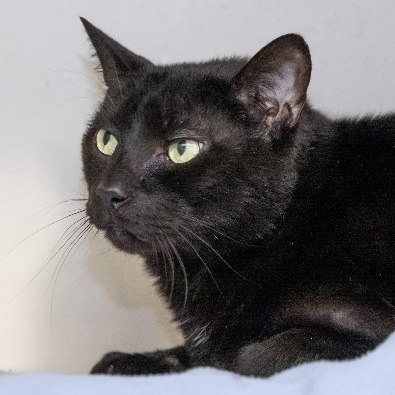 Jet, a Adoptable Domestic Short Hair in Victor, NY image 1/6