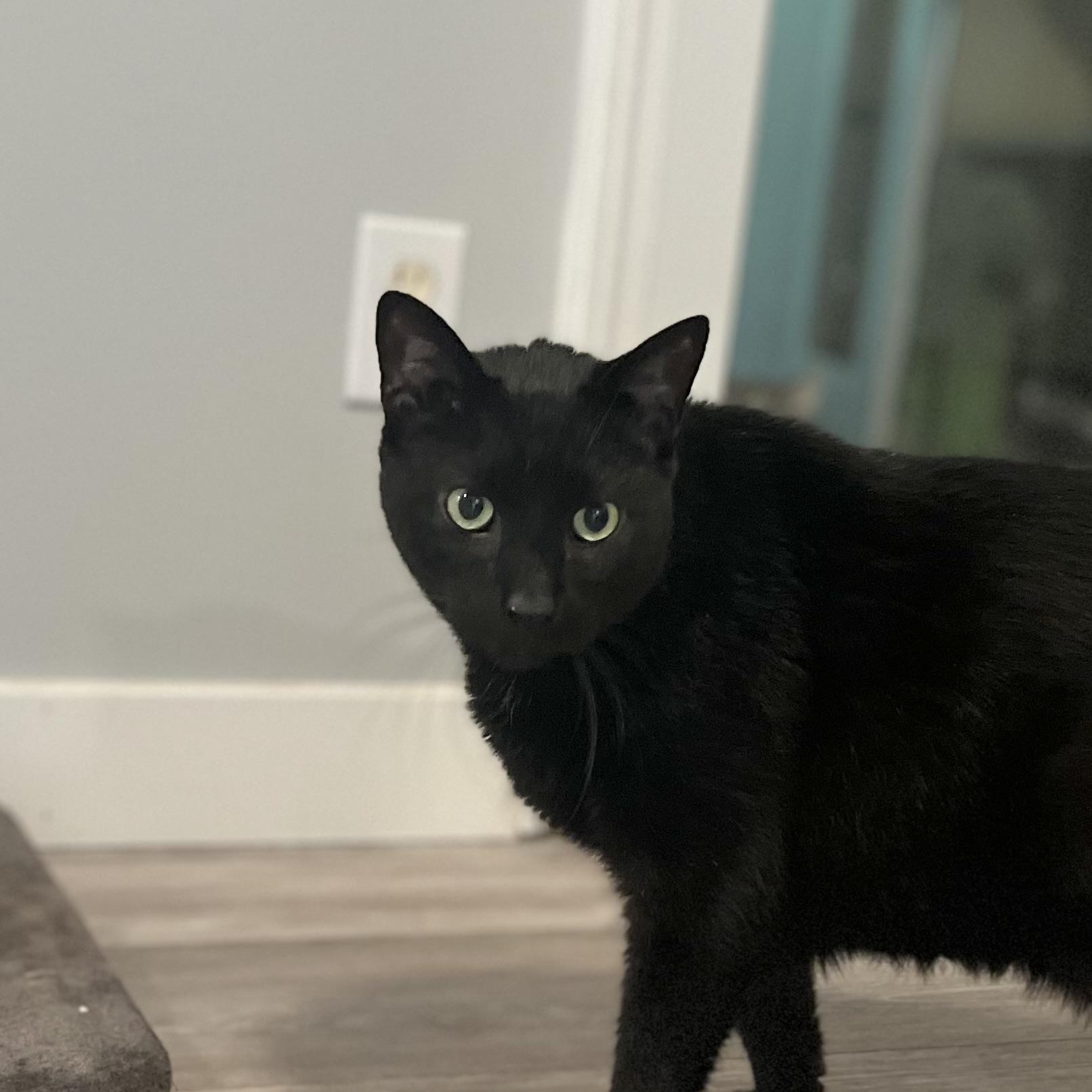 Jet, a Adoptable Domestic Short Hair in Victor, NY image 2/6