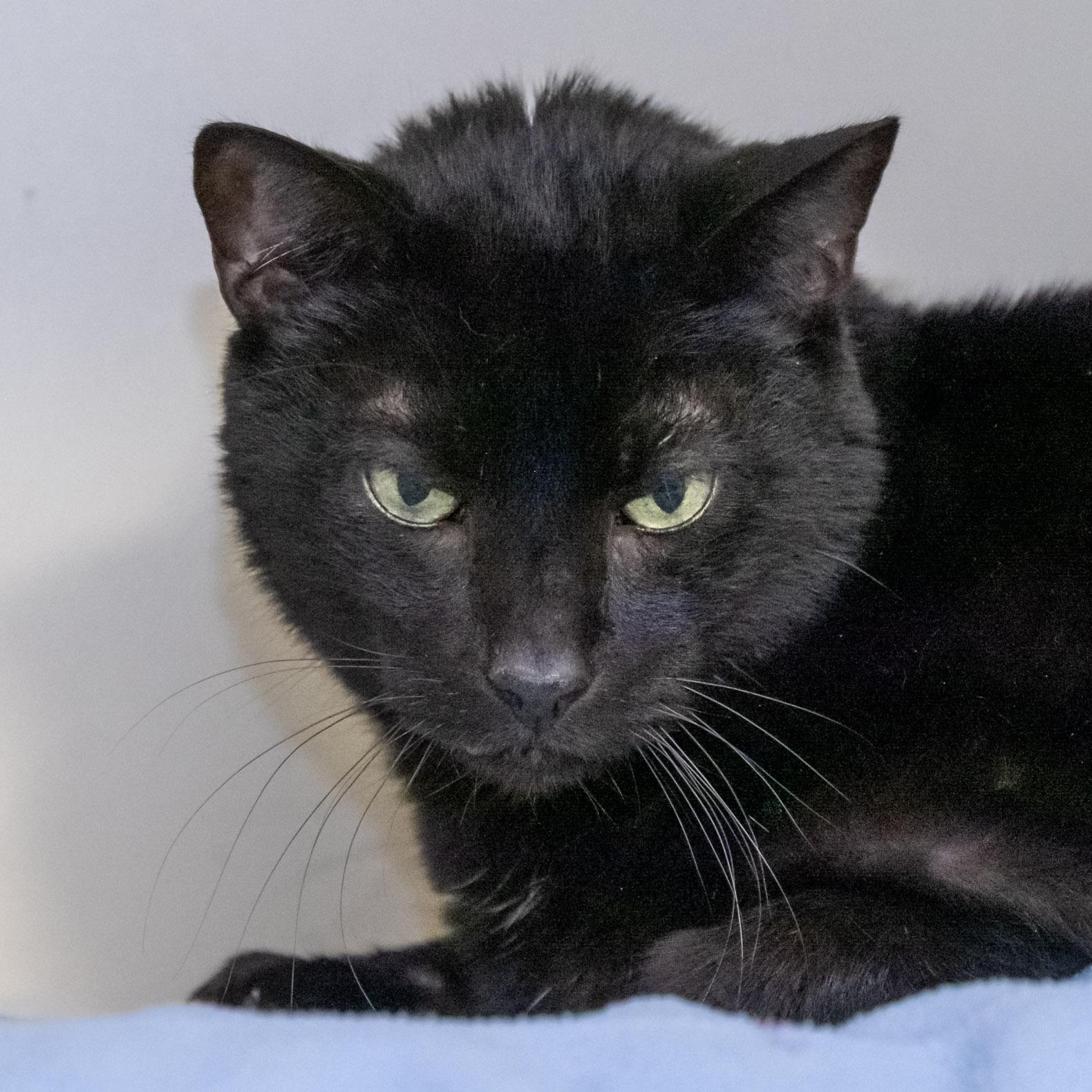 Jet, a Adoptable Domestic Short Hair in Victor, NY image 2/6