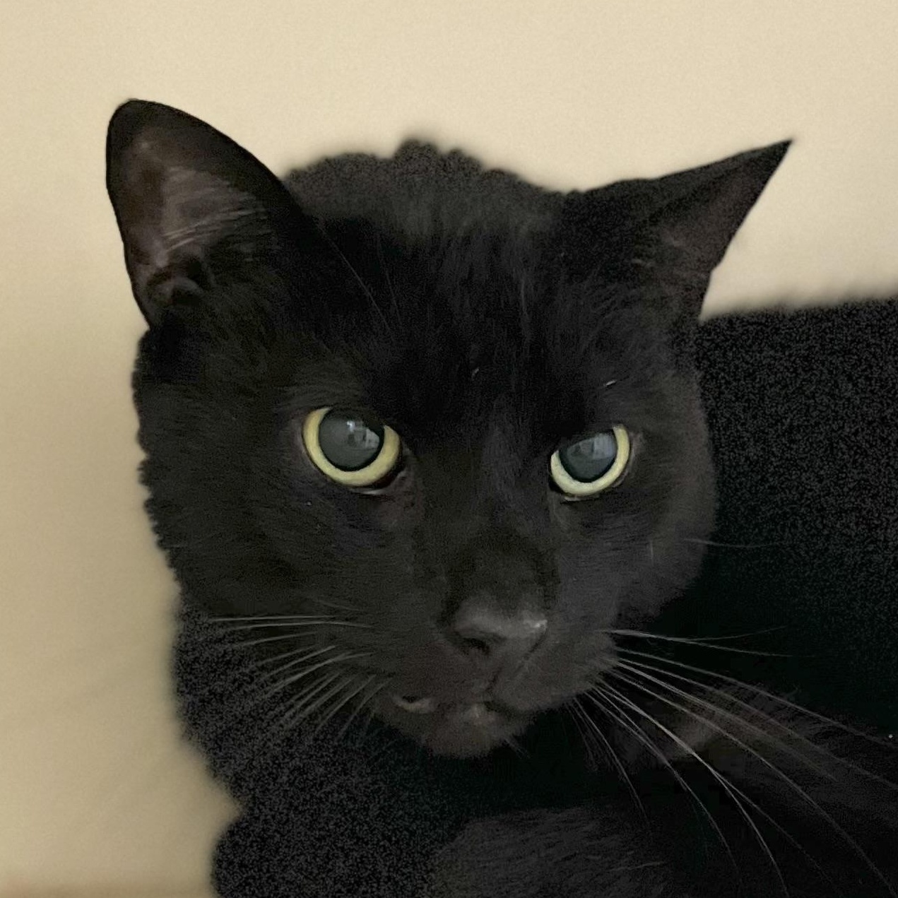 Jet, a Adoptable Domestic Short Hair in Victor, NY image 4/6