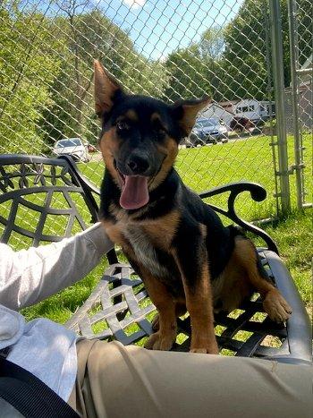 Opie, an adopted mixed breed in Bedford Hills, NY image 2/5