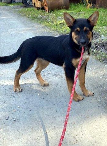 Opie, an adopted mixed breed in Bedford Hills, NY image 5/5