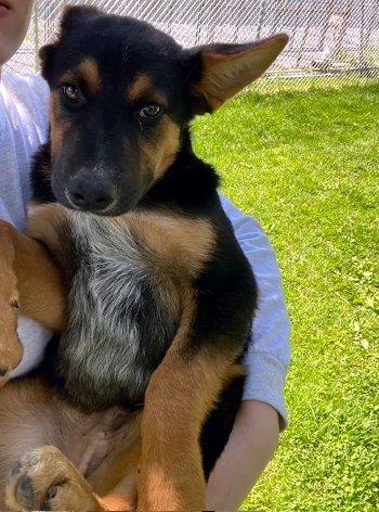Opie, an adopted mixed breed in Bedford Hills, NY image 4/5