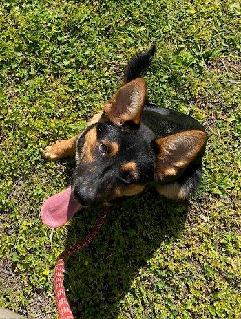 Opie, adopted, Puppy Male German Shepherd Dog & Australian Cattle Dog / Blue Heeler.