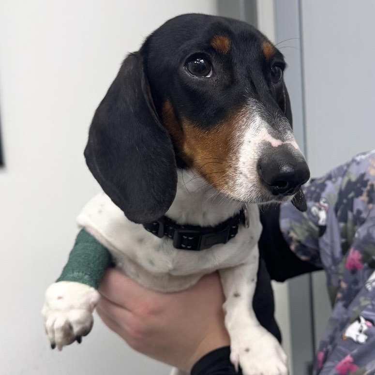 Enlarge Legend, an adopted Dachshund in Omaha, NE image 2/3