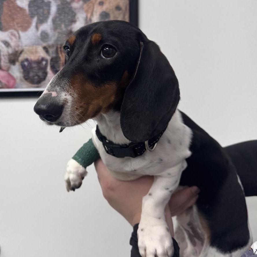 Enlarge Legend, an adopted Dachshund in Omaha, NE image 3/3
