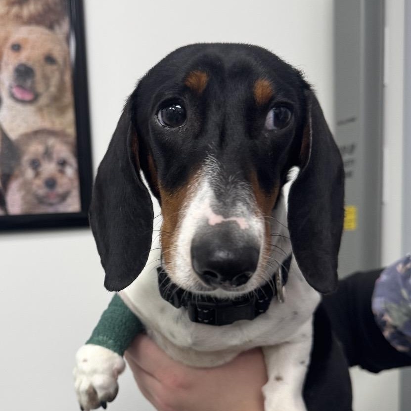 Enlarge Legend, an adopted Dachshund in Omaha, NE image 1/3
